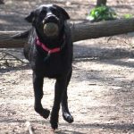 Dog and ball