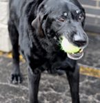 Frankie with a ball