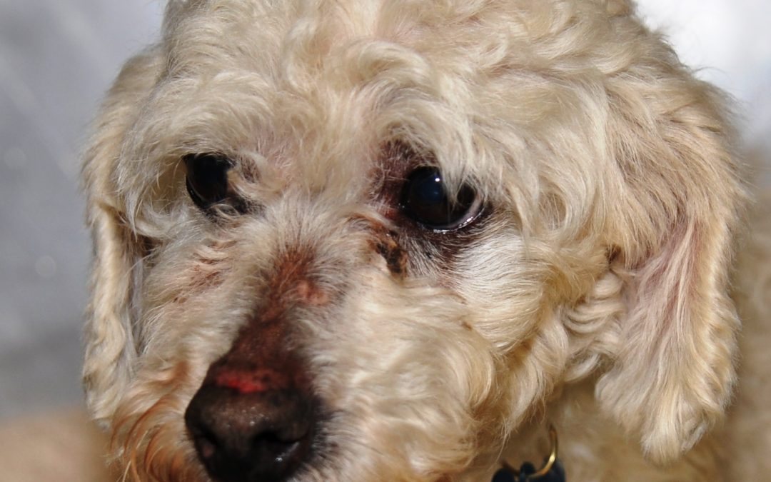The Horrors of Puppy Mills