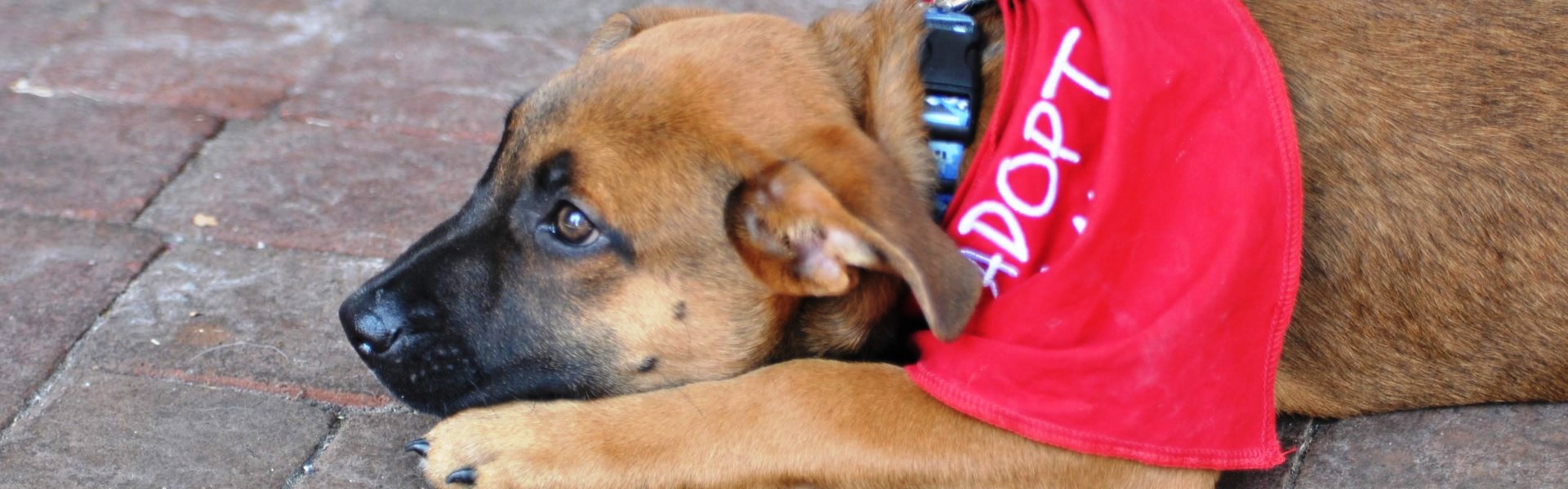 A Dog with adoption scarf