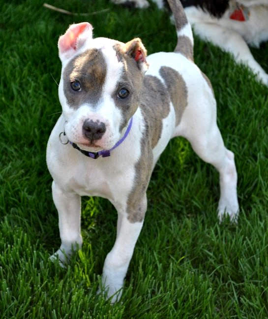 dog in grass