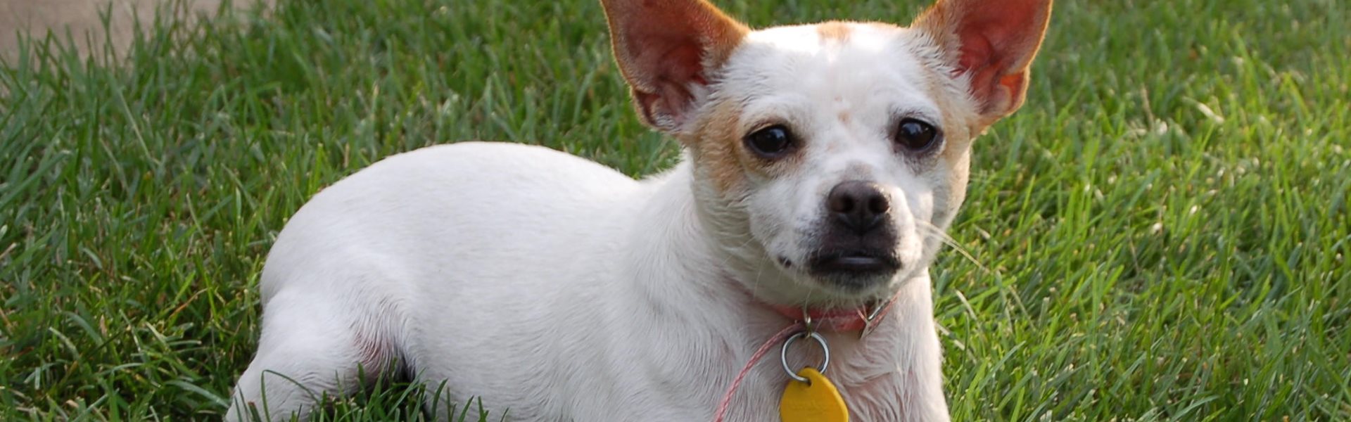 Dog in grass