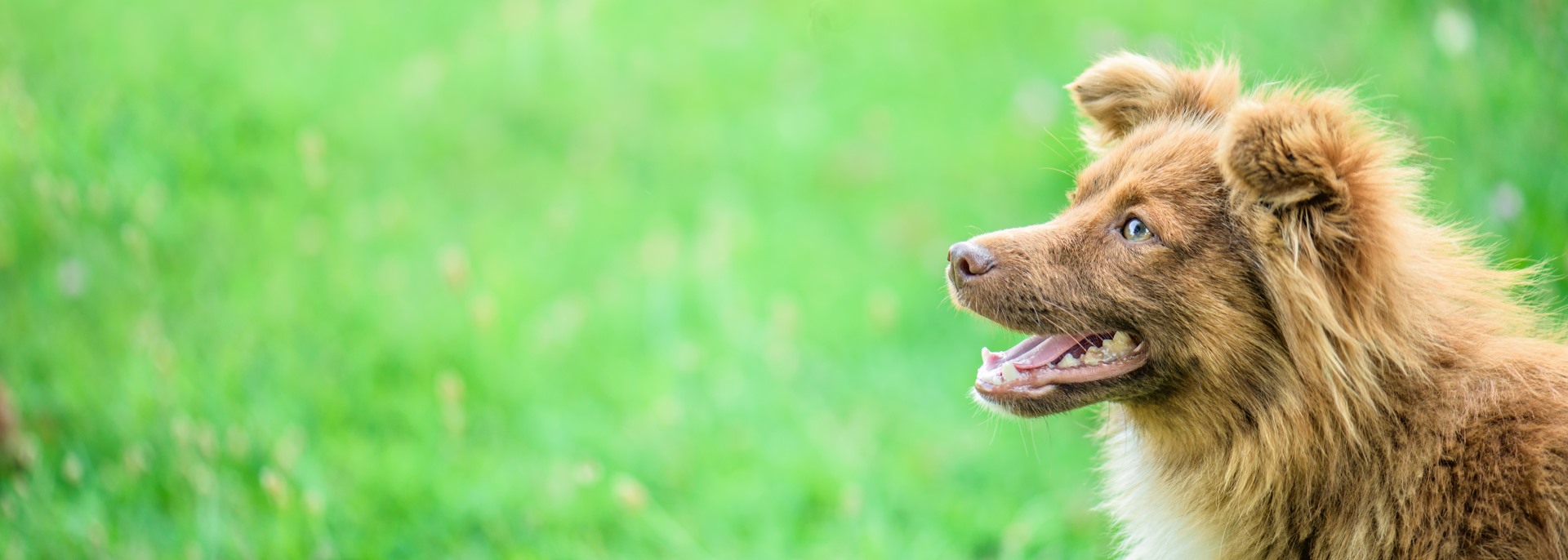 Red dog in field