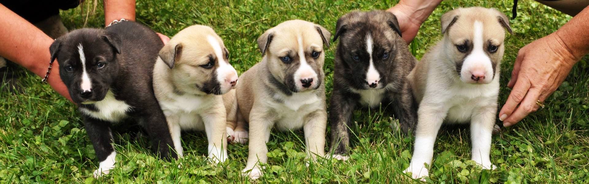 puppies in a row