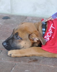 dog lying down with adopt neckerchief