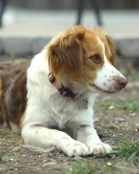 dog lying on the ground