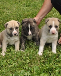 three puppies on grass
